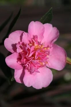 Showa No Sakae Dwarf Camellia Sasanqua - 3 Gallon Pot -Wilson Bros Gardens Camellia Showa No Sakae 13