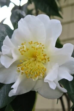Silver Waves Camellia Japonica - 3 Gallon Pot -Wilson Bros Gardens Camellia Silver Waves 6