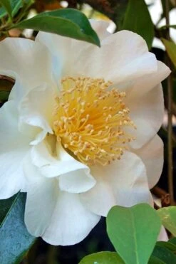 Silver Waves Camellia Japonica - 3 Gallon Pot -Wilson Bros Gardens Camellia Silver Waves 7