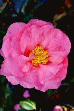 Stephanie Golden Dwarf Camellia Sasanqua - 3 Gallon Pot -Wilson Bros Gardens Camellia Stephanie Golden 12 1