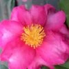 Stephanie Golden Dwarf Camellia Sasanqua - 1 Gallon Pot -Wilson Bros Gardens Camellia Stephanie Golden 13