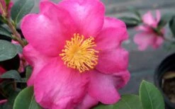 Stephanie Golden Dwarf Camellia Sasanqua - 1 Gallon Pot 10 Stephanie Golden Dwarf Camellia Sasanqua - 1 Gallon Pot -Wilson Bros Gardens Camellia Stephanie Golden Closeup Flower