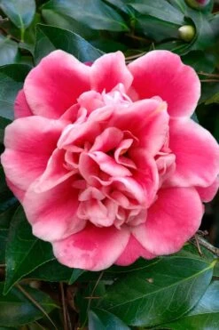Tama Bambino Camellia Japonica - 1 Gallon Pot -Wilson Bros Gardens Camellia Tama Bambino 1