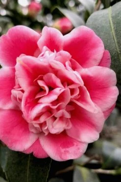 Tama Bambino Camellia Japonica - 1 Gallon Pot -Wilson Bros Gardens Camellia Tama Bambino 11