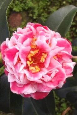 Tama Bambino Camellia Japonica - 1 Gallon Pot -Wilson Bros Gardens Camellia Tama Bambino 2