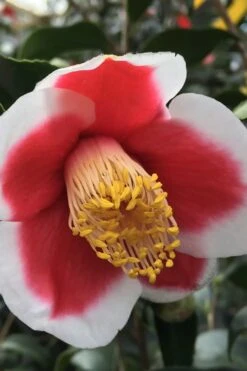 Tama No Ura Weeping Camellia Japonica - 3 Gallon Pot 13 Tama No Ura Weeping Camellia Japonica - 3 Gallon Pot -Wilson Bros Gardens Camellia Tama No Ura 1