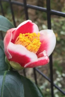 Tama No Ura Weeping Camellia Japonica - 3 Gallon Pot 15 Tama No Ura Weeping Camellia Japonica - 3 Gallon Pot -Wilson Bros Gardens Camellia Tama No Ura 4