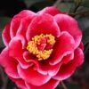 Tama Vino Camellia Japonica - 3 Gallon Pot -Wilson Bros Gardens Camellia Tama Vinio 10