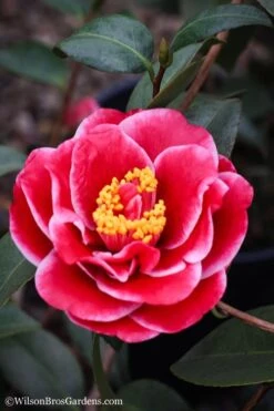 Tama Vino Camellia Japonica - 3 Gallon Pot -Wilson Bros Gardens Camellia Tama Vinio 7
