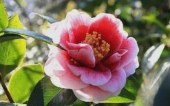 Tama Vino Camellia Japonica - 3 Gallon Pot -Wilson Bros Gardens Camellia Tama Vino 7