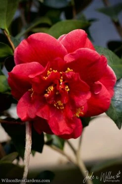 Tama Vino Camellia Japonica - 3 Gallon Pot -Wilson Bros Gardens Camellia Tama Vino JW 1
