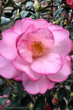 Taylors Perfection Pink Camellia Hybrid - 3 Gallon Pot -Wilson Bros Gardens Camellia Taylors Perfection 62