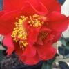 Turandot Camellia Japonica - 7 Gallon Pot 1 Turandot Camellia Japonica - 7 Gallon Pot -Wilson Bros Gardens Camellia Turandot 6