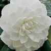 White By The Gate Camellia Japonica - 3 Gallon Pot -Wilson Bros Gardens Camellia White By The Gate 5