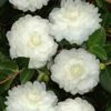 October Magic White Shishi Gashira Dwarf Camellia Sasanqua - 3 Gallon Pot -Wilson Bros Gardens Camellia White ShiShi Gashira 1