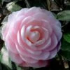 Winter's Rose Cold Hardy Dwarf Camellia - 2 Gallon Pot -Wilson Bros Gardens Camellia Winters Rose 4