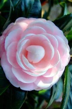 Winter's Rose Cold Hardy Dwarf Camellia - 1 Gallon Pot -Wilson Bros Gardens Camellia Winters Rose 6 1