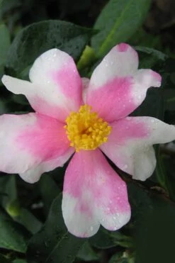 Yume Camellia Sasanqua - 3 Gallon Pot -Wilson Bros Gardens Camellia Yume 2