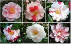 Lady Vansittart Multicolor Camellia Japonica - 1 Gallon Pot -Wilson Bros Gardens CamelliaLadyVasittart 2