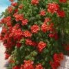 Balboa Sunset Trumpet Vine (Campsis Radicans) - 5 Gallon Pot -Wilson Bros Gardens Campsis Balboa Sunset 1