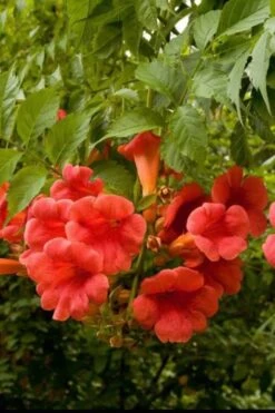 Balboa Sunset Trumpet Vine (Campsis Radicans) - 5 Gallon Pot -Wilson Bros Gardens Campsis Balboa Sunset 2