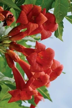 Balboa Sunset Trumpet Vine (Campsis Radicans) - 5 Gallon Pot -Wilson Bros Gardens Campsis Balboa Sunset 3