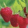 Caroline Raspberry - 2 Gallon Pot -Wilson Bros Gardens Caroline Raspberry 1