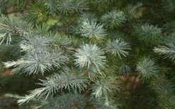 Patti Faye Deodar Cedar - 7 Gallon Pot -Wilson Bros Gardens Ceadr Deodar Patti Faye 6