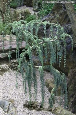 Serpentine Weeping Blue Atlas Cedar - 3 Gallon Pot -Wilson Bros Gardens Cedar Blue Atlas Serpentine 10 1