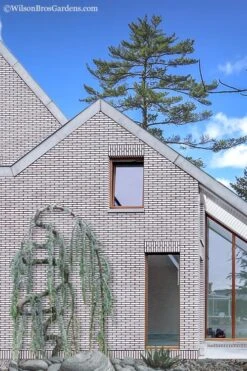 Serpentine Weeping Blue Atlas Cedar - 3 Gallon Pot