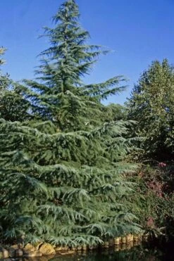 Deodar Cedar Tree - 1 Gallon Pot -Wilson Bros Gardens Cedar Deodar 23