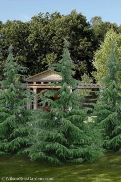 Deodar Cedar Tree - 1 Gallon Pot -Wilson Bros Gardens Cedar Deodar 24