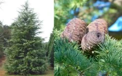 Deodar Cedar Tree - 1 Gallon Pot -Wilson Bros Gardens Cedar Deodar Foliage Cones