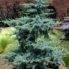 Horstmann Dwarf Blue Atlas Cedar - 2 Gallon Pot -Wilson Bros Gardens Cedar Horstmann Blue Atlas 4