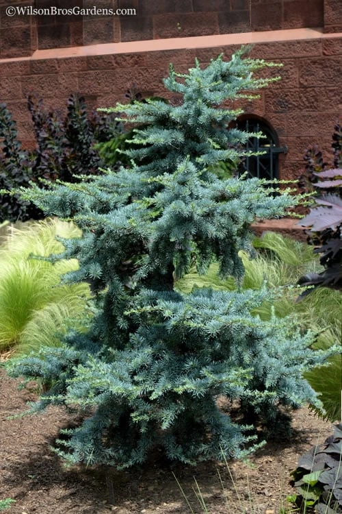 Horstmann Dwarf Blue Atlas Cedar - 2 Gallon Pot 3 Horstmann Dwarf Blue Atlas Cedar - 2 Gallon Pot