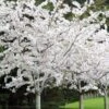 Yoshino Flowering Cherry Tree - 3 Gallon Pot -Wilson Bros Gardens Cherry Yoshino 1