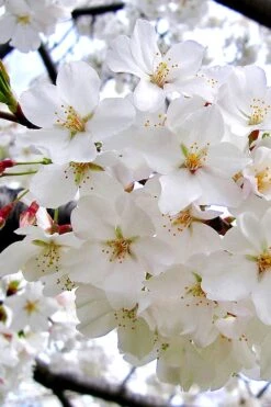 Yoshino Flowering Cherry Tree - 3 Gallon Pot -Wilson Bros Gardens Cherry Yoshino 3