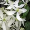 Snowdrift Evergreen Clematis Armandii - 2 Gallon Pot -Wilson Bros Gardens Clematis Armandii Snowdrift 500x750 1