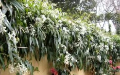 Snowdrift Evergreen Clematis Armandii - 2 Gallon Pot -Wilson Bros Gardens Clematis Armandii Snowdrift 51