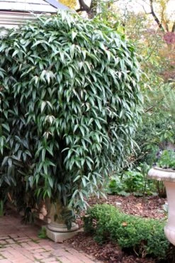 Snowdrift Evergreen Clematis Armandii - 2 Gallon Pot -Wilson Bros Gardens Clematis Armandii Snowdrift 52