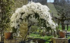 Snowdrift Evergreen Clematis Armandii - 2 Gallon Pot -Wilson Bros Gardens Clematis Snowdrift 20