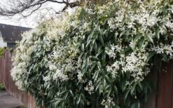 Snowdrift Evergreen Clematis Armandii - 2 Gallon Pot -Wilson Bros Gardens Clematis Snowdrift 22