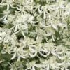 Sweet Autumn Clematis - 1 Gallon Pot -Wilson Bros Gardens Clematis Sweet Autumn 1