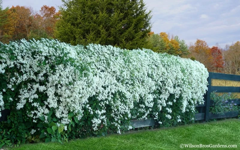 Sweet Autumn Clematis - 1 Gallon Pot 8 Sweet Autumn Clematis - 1 Gallon Pot - Image 6