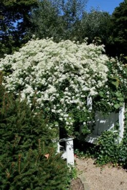 Sweet Autumn Clematis - 1 Gallon Pot 19 Sweet Autumn Clematis - 1 Gallon Pot -Wilson Bros Gardens Clematis Sweet Autumn 7