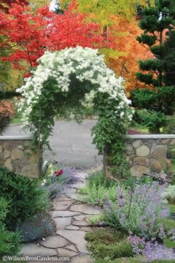 Sweet Autumn Clematis - 1 Gallon Pot 14 Sweet Autumn Clematis - 1 Gallon Pot -Wilson Bros Gardens Clematis Sweet Autumn 8