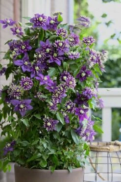 Taiga Clematis - 2 Gallon Pot -Wilson Bros Gardens Clematis Taiga 10 2