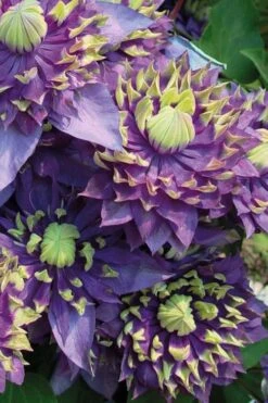 Taiga Clematis - 1 Gallon Pot -Wilson Bros Gardens Clematis Taiga 3 1