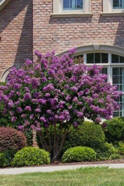 Catawba Purple Crape Myrtle - 5 Gallon Pot -Wilson Bros Gardens Crape Myrtle Catawba 5
