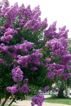 Catawba Purple Crape Myrtle - 5 Gallon Pot -Wilson Bros Gardens Crape Myrtle Catawba 500x750 1